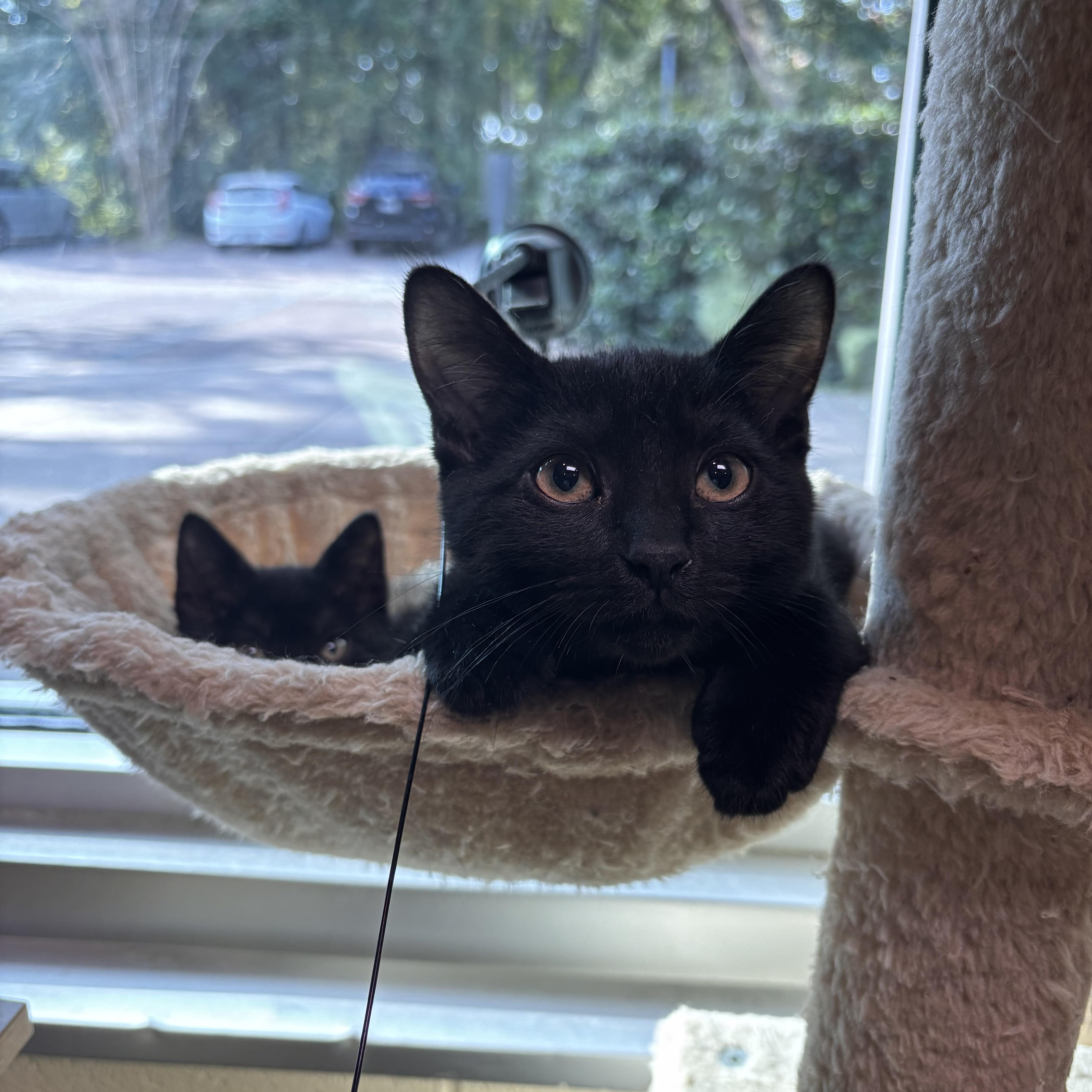 Mocha, adoptable, Young Female Domestic Short Hair.
