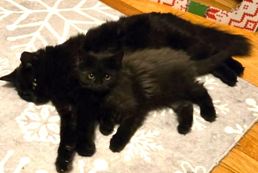 Enlarge Whim, an adopted Domestic Long Hair in Greenville, NC image 5/5