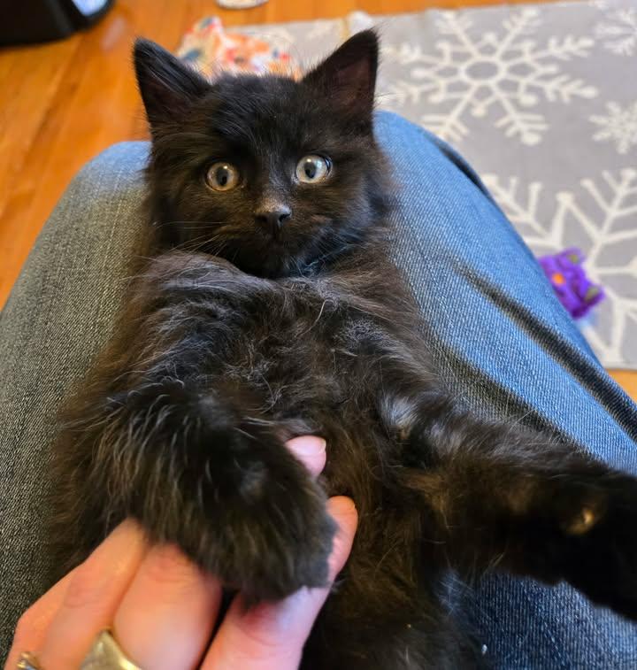 Enlarge Whim, an adopted Domestic Long Hair in Greenville, NC image 2/5