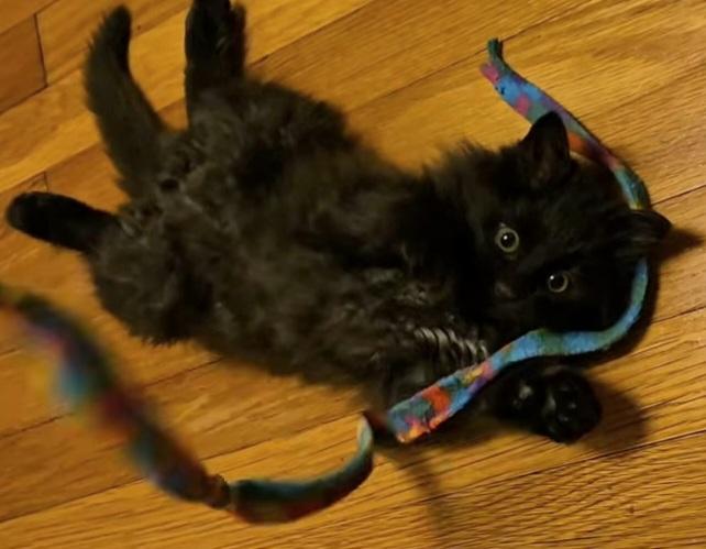 Enlarge Whim, an adopted Domestic Long Hair in Greenville, NC image 4/5