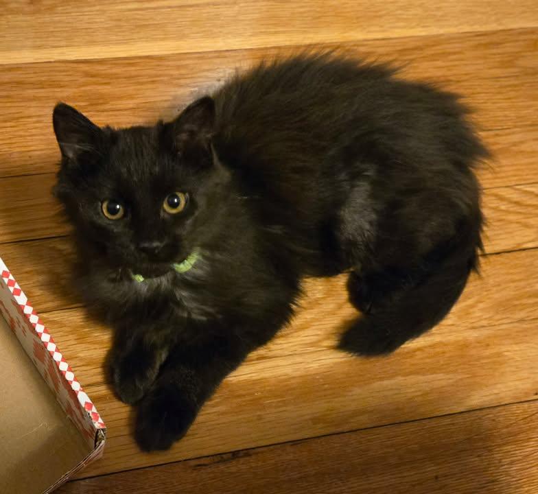 Enlarge Whim, an adopted Domestic Long Hair in Greenville, NC image 1/5