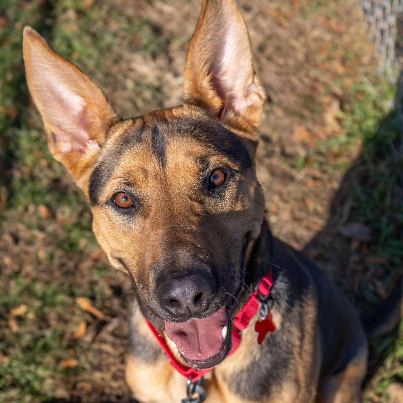 Bo Peep, Adoptable, Adult Female German Shepherd Dog.