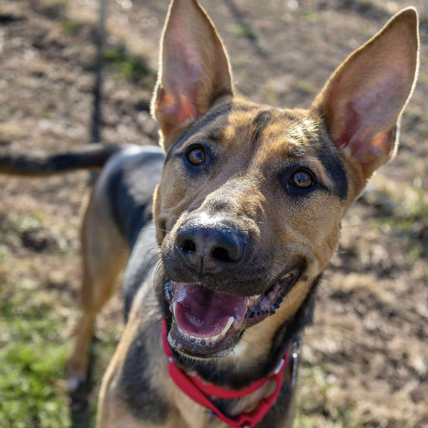 Bo Peep, a Adoptable mixed breed in Valparaiso, IN image 2/3