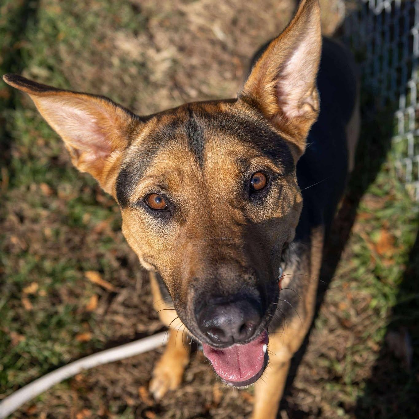 Bo Peep, a Adoptable mixed breed in Valparaiso, IN image 3/3