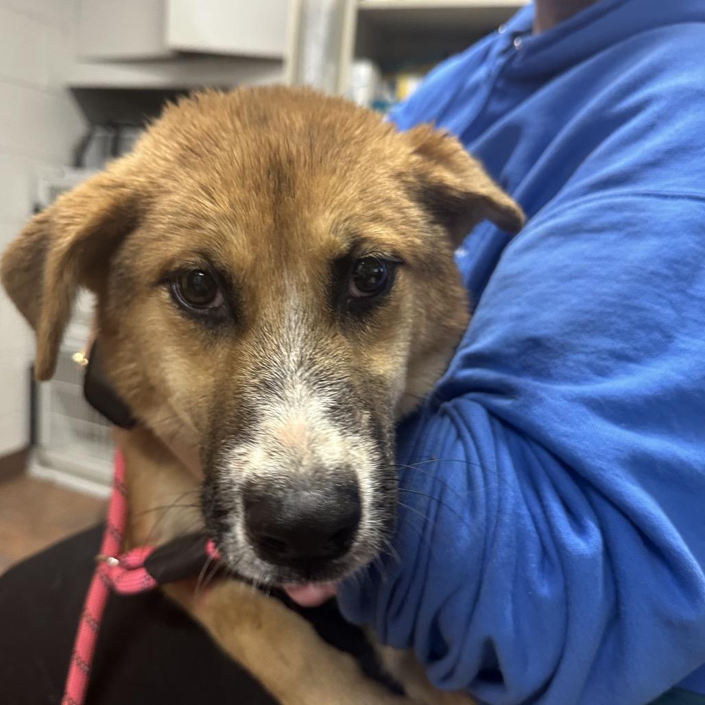 Bratwurst, Adoptable, Young Female Mixed Breed.