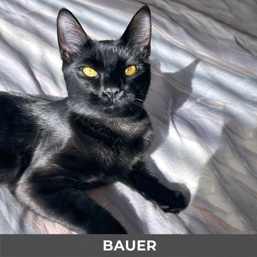 Bauer, a ADOPTABLE Domestic Short Hair in Etobicoke, ON image 4/4