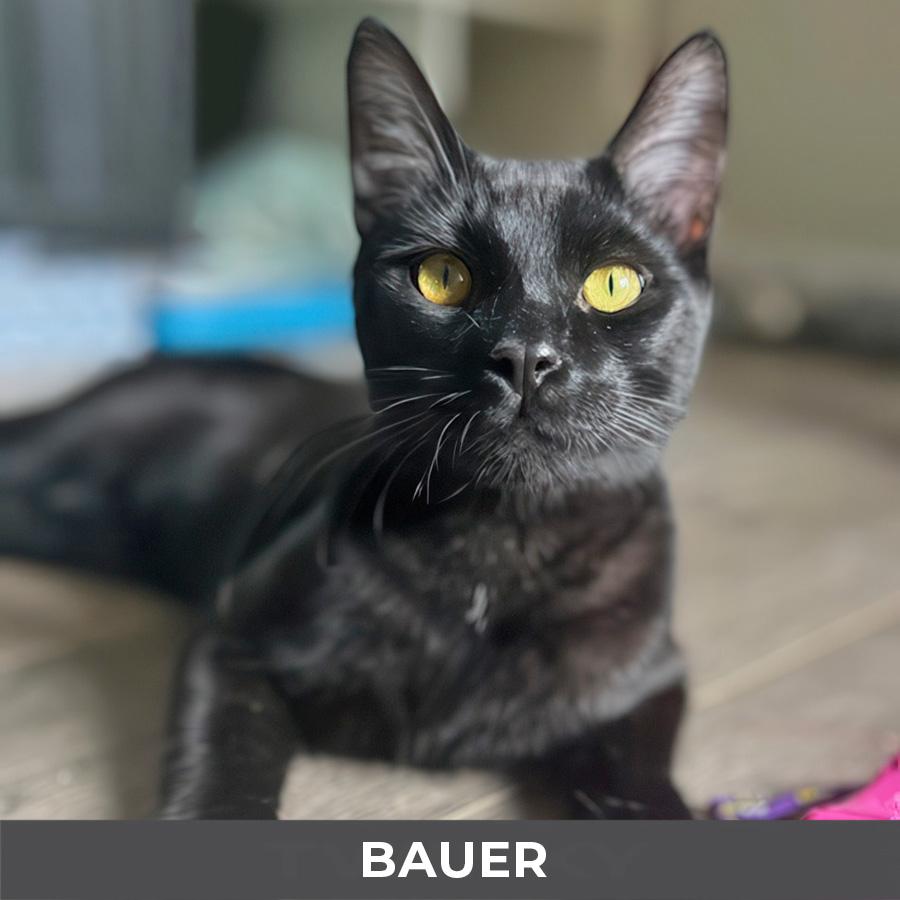 Bauer, a ADOPTABLE Domestic Short Hair in Etobicoke, ON image 2/4