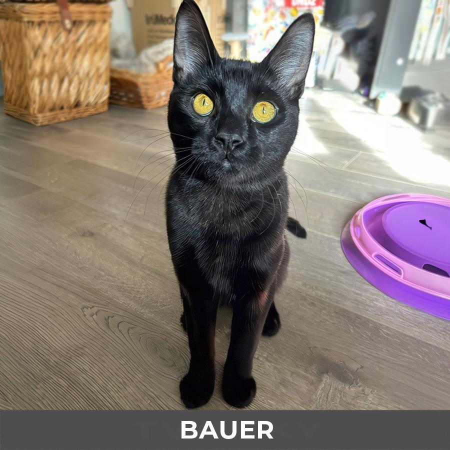 Bauer, a ADOPTABLE Domestic Short Hair in Etobicoke, ON image 3/4