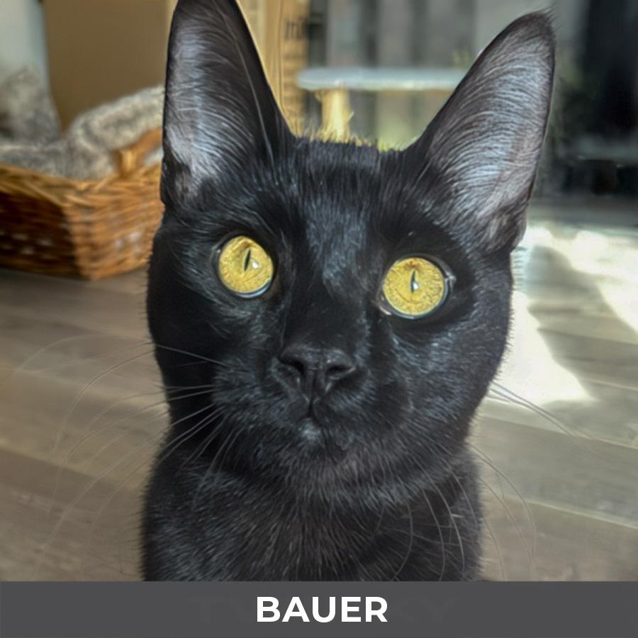 Bauer, ADOPTABLE, Kitten Male Domestic Short Hair.