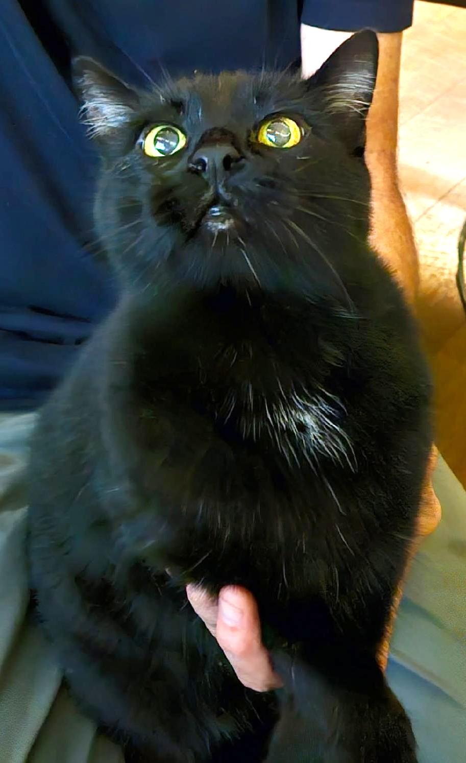 Enlarge Bear, an adoptable mixed breed in Bow, WA image 3/5