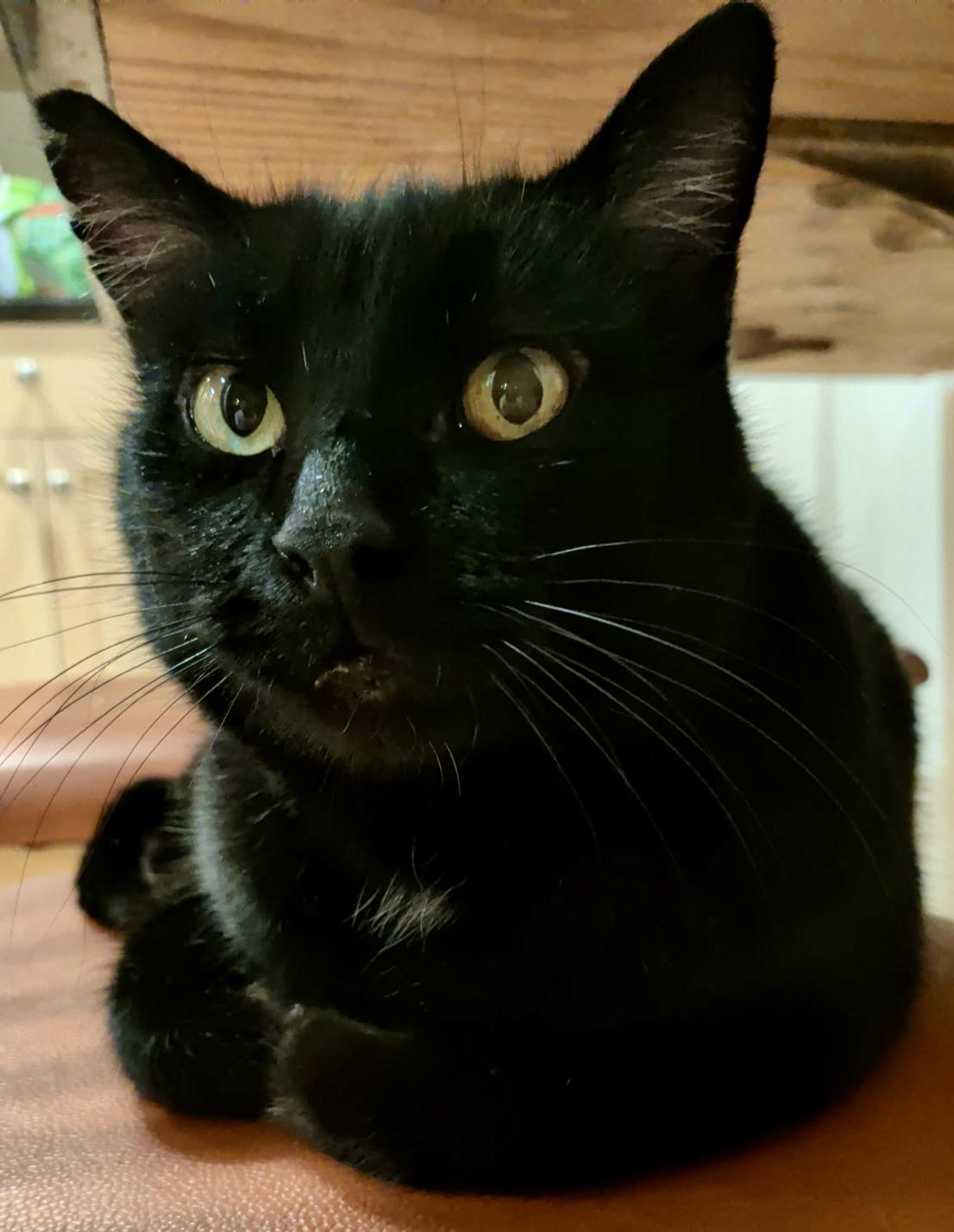 Enlarge Bear, an adoptable mixed breed in Bow, WA image 5/5