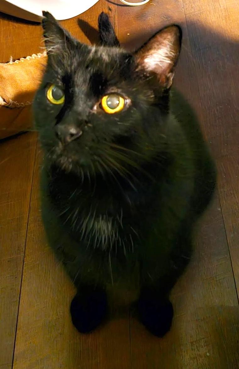 Enlarge Bear, an adoptable mixed breed in Bow, WA image 4/5