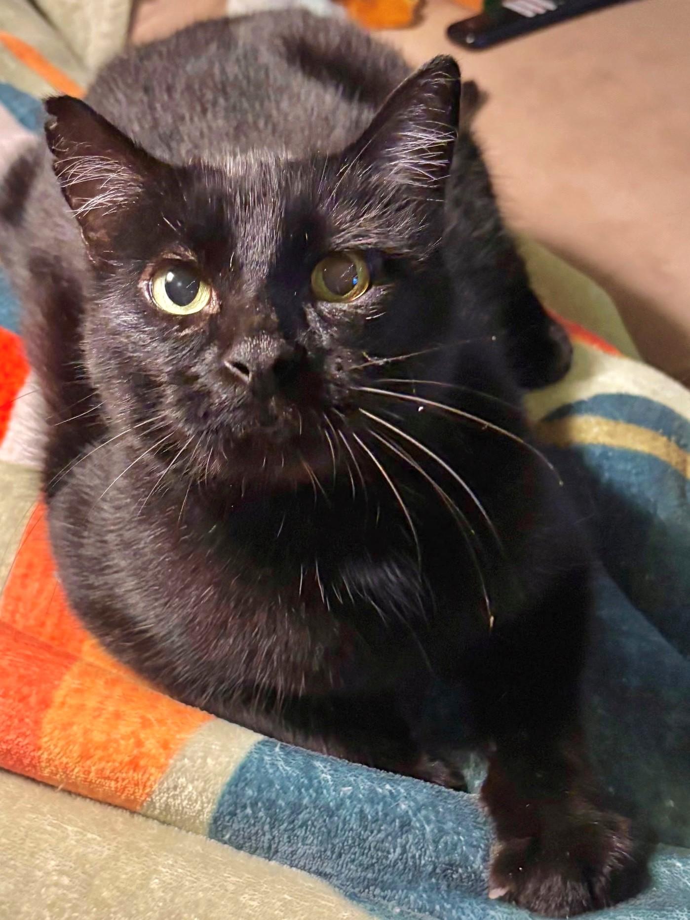 Enlarge Bear, an adoptable mixed breed in Bow, WA image 2/5