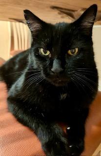 Bear, adoptable, Adult Male Bombay & American Shorthair.