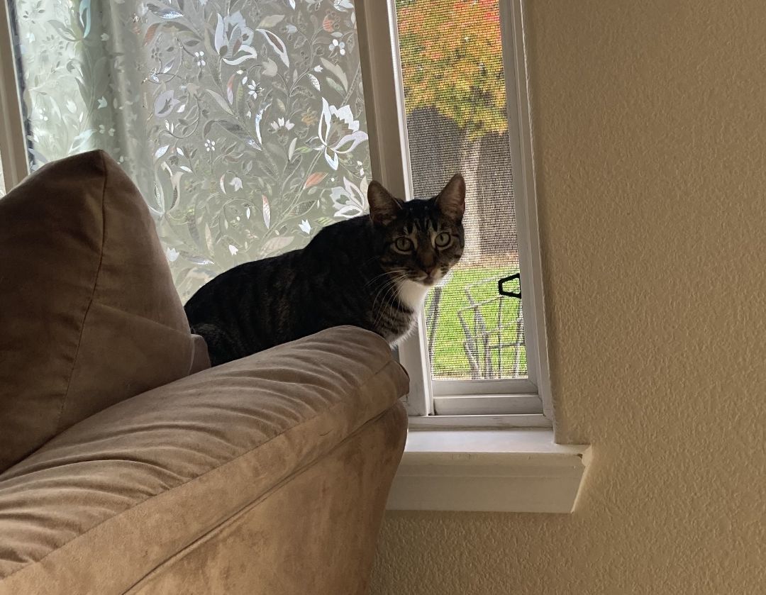 Anakin, Adoptable, Young Male American Shorthair.