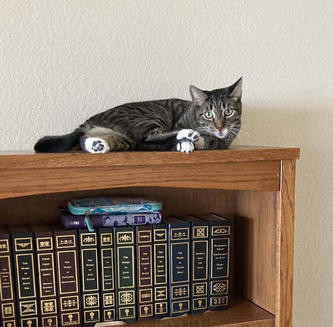 Anakin, a Adoptable American Shorthair in Merced, CA image 2/5