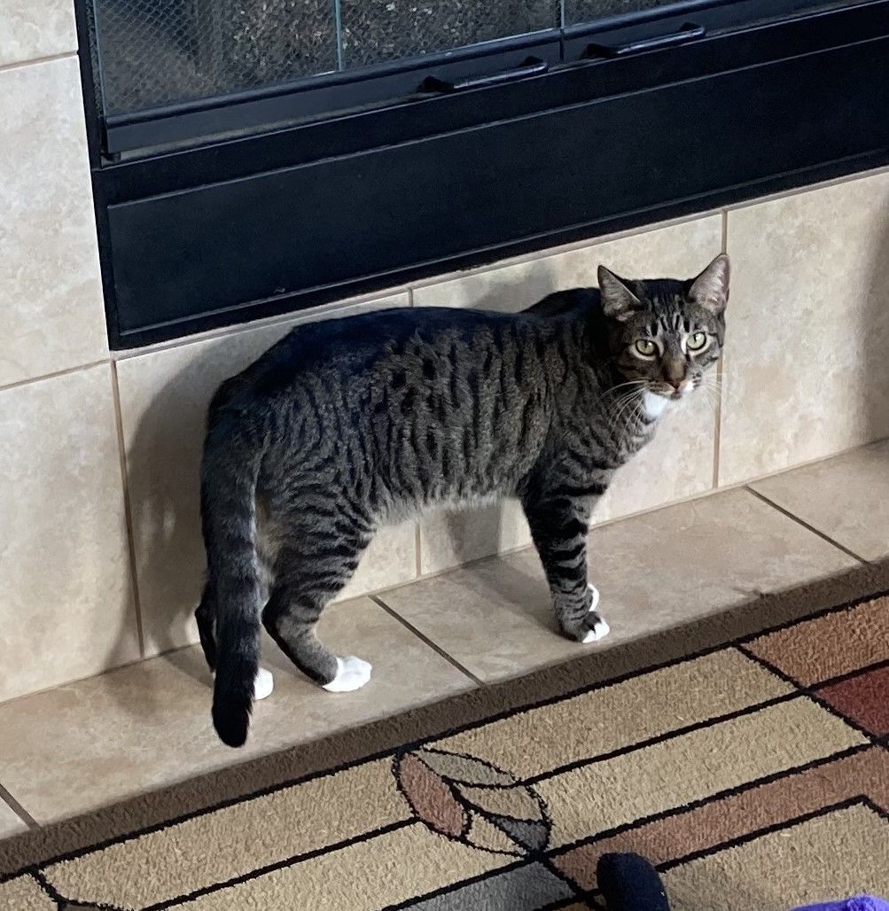 Anakin, a Adoptable American Shorthair in Merced, CA image 3/5