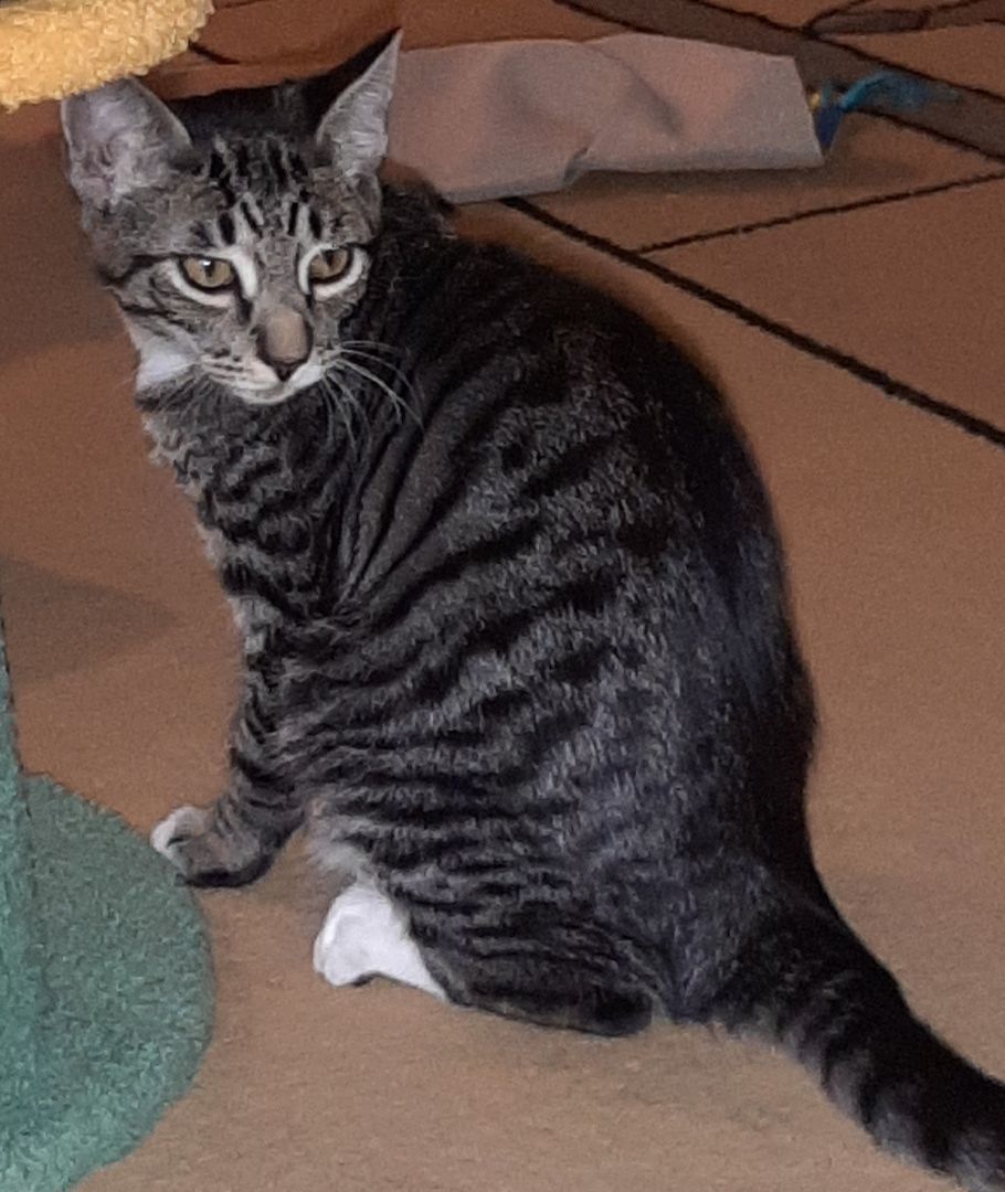 Anakin, a Adoptable American Shorthair in Merced, CA image 4/5