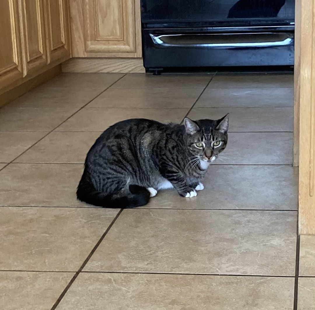 Anakin, a Adoptable American Shorthair in Merced, CA image 5/5