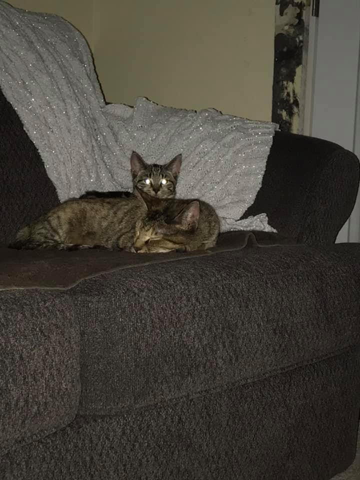 Lily, Adoptable, Adult Female Domestic Short Hair & Tabby.