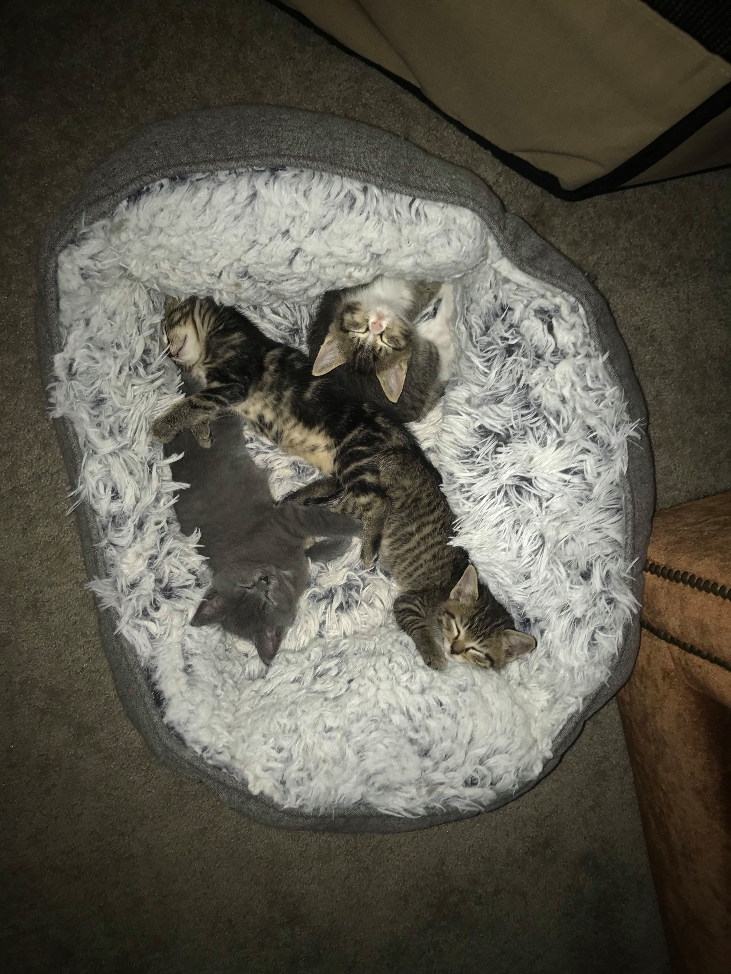 Lily, a Adoptable mixed breed in Crown Point, IN image 2/12