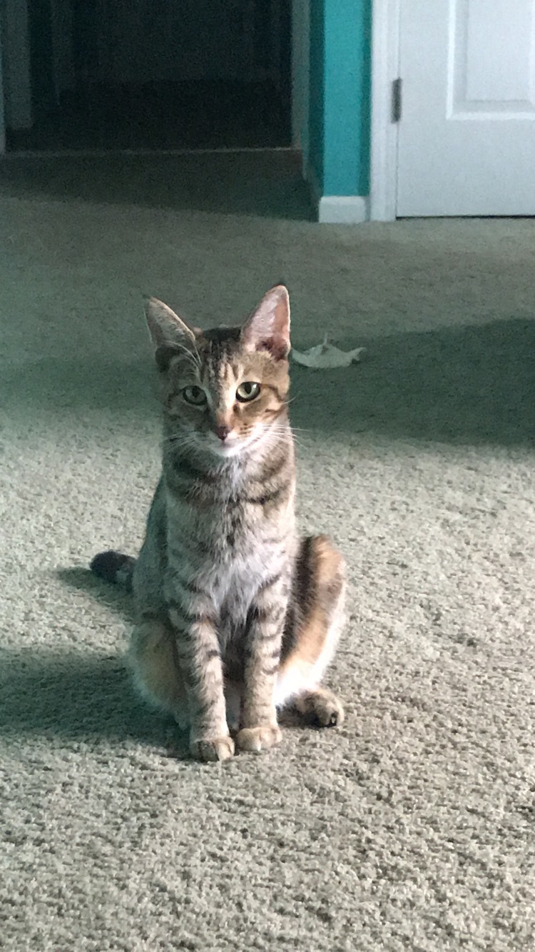 Lily, a Adoptable mixed breed in Crown Point, IN image 3/12