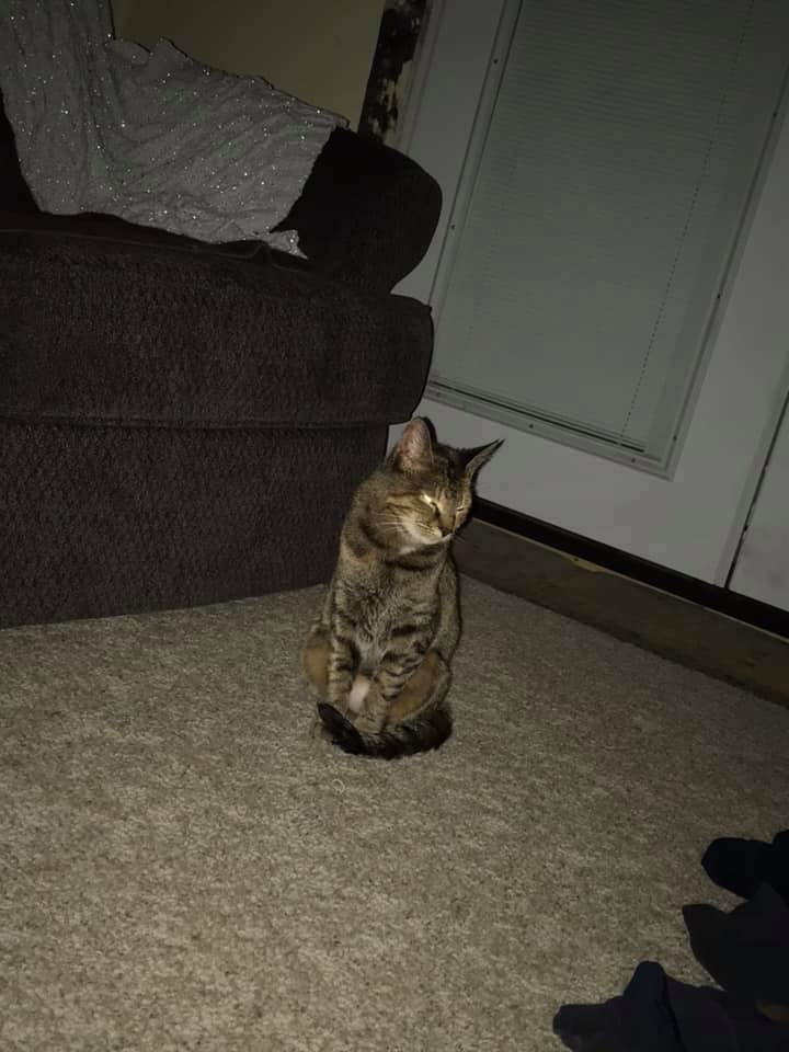 Lily, a Adoptable mixed breed in Crown Point, IN image 4/12