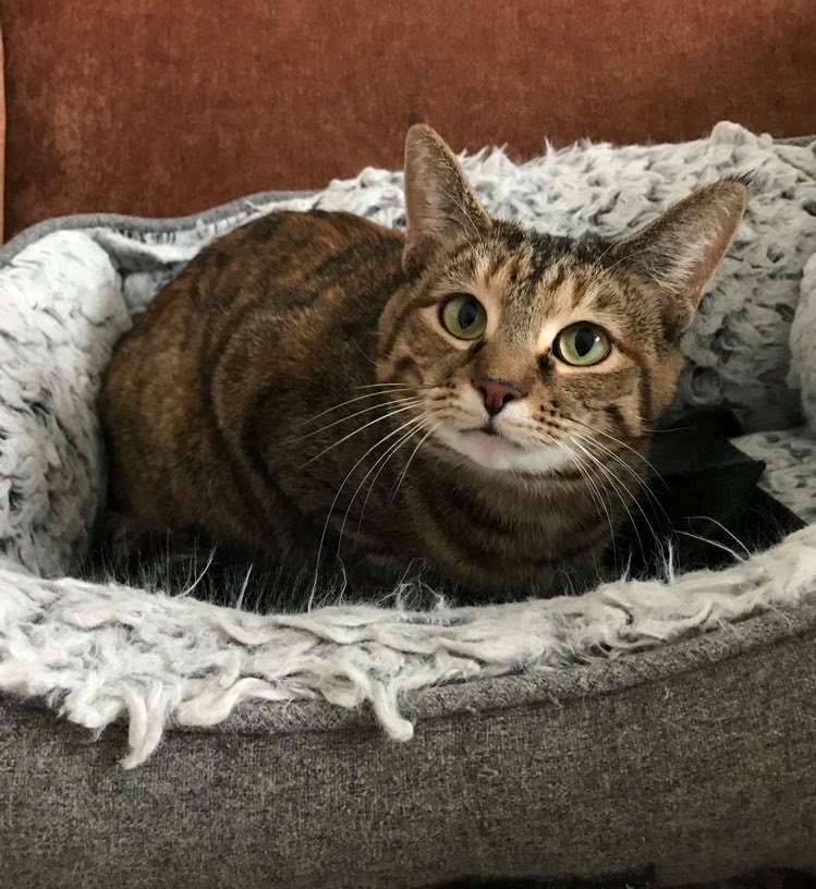 Lily, a Adoptable mixed breed in Crown Point, IN image 5/12