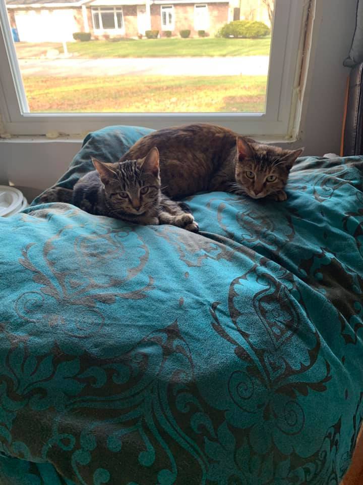 Lily, a Adoptable mixed breed in Crown Point, IN image 6/12