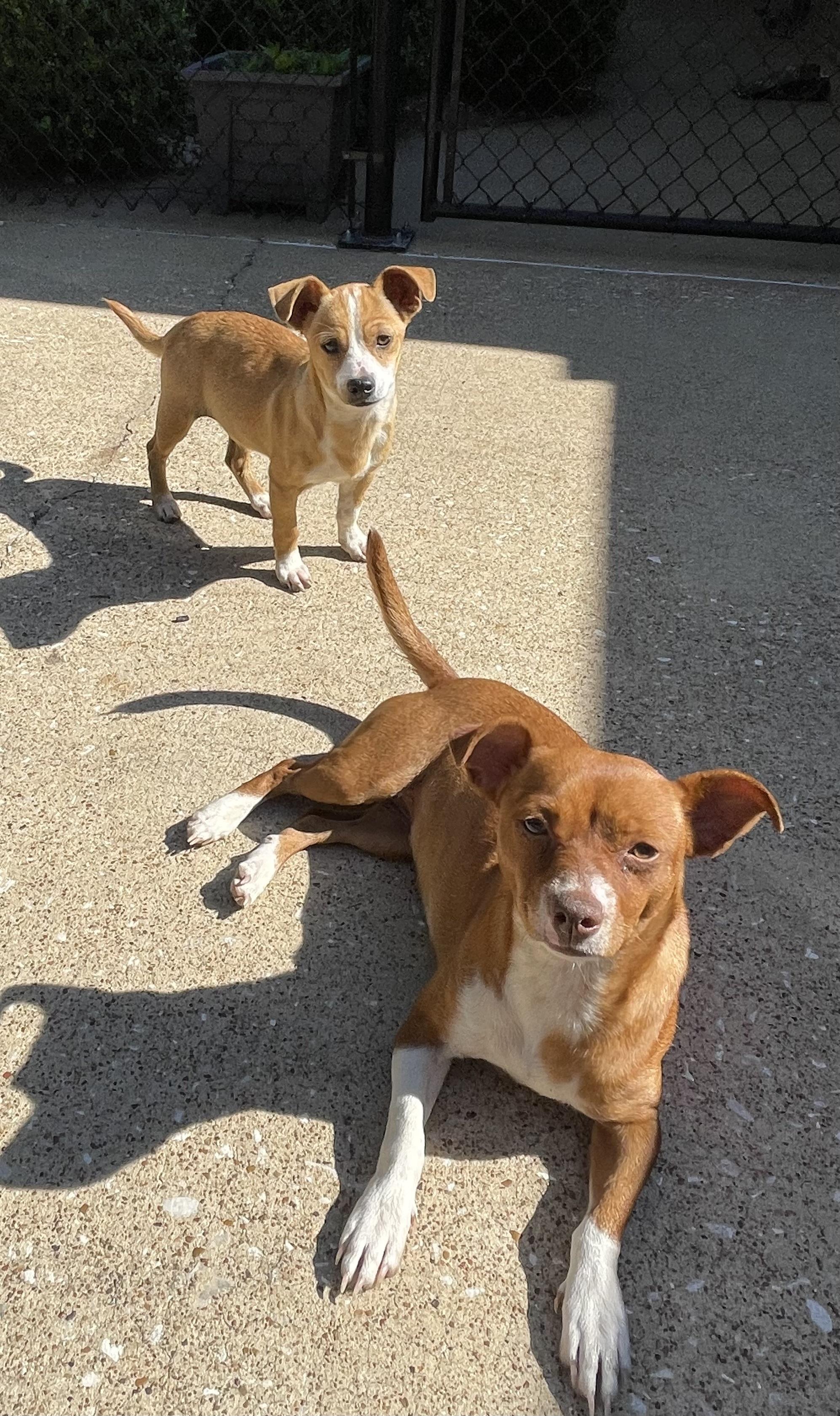 Butterscotch & Copper, a ADOPTABLE mixed breed in Fort Worth, TX image 4/4