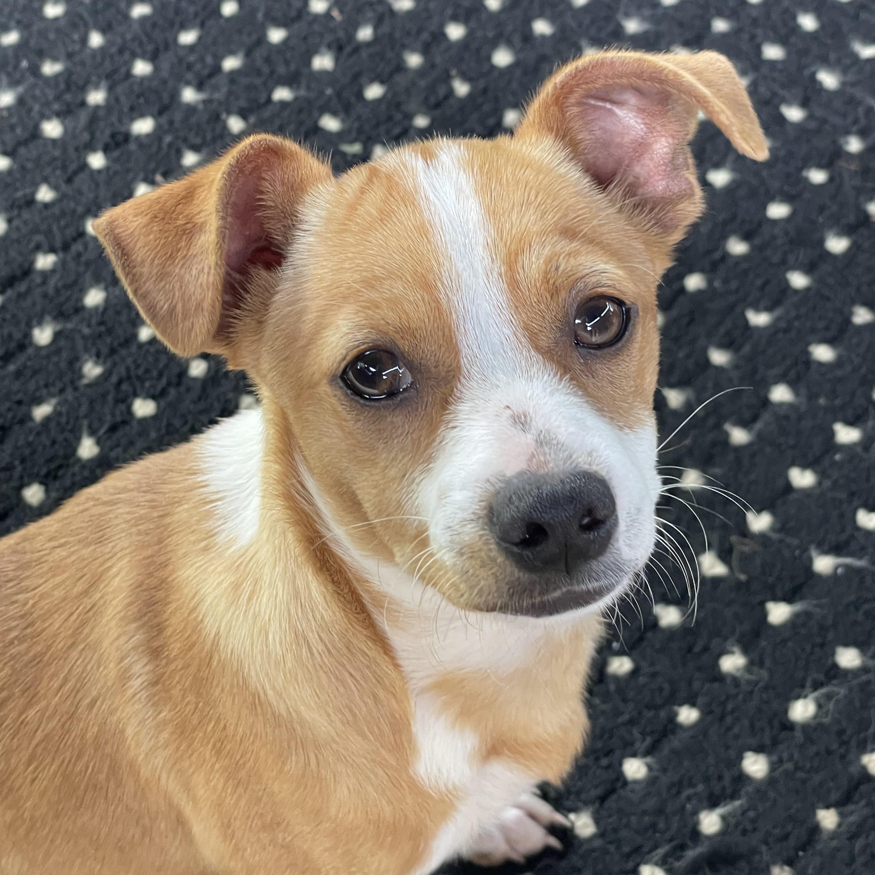 Butterscotch & Copper, a ADOPTABLE mixed breed in Fort Worth, TX image 3/4
