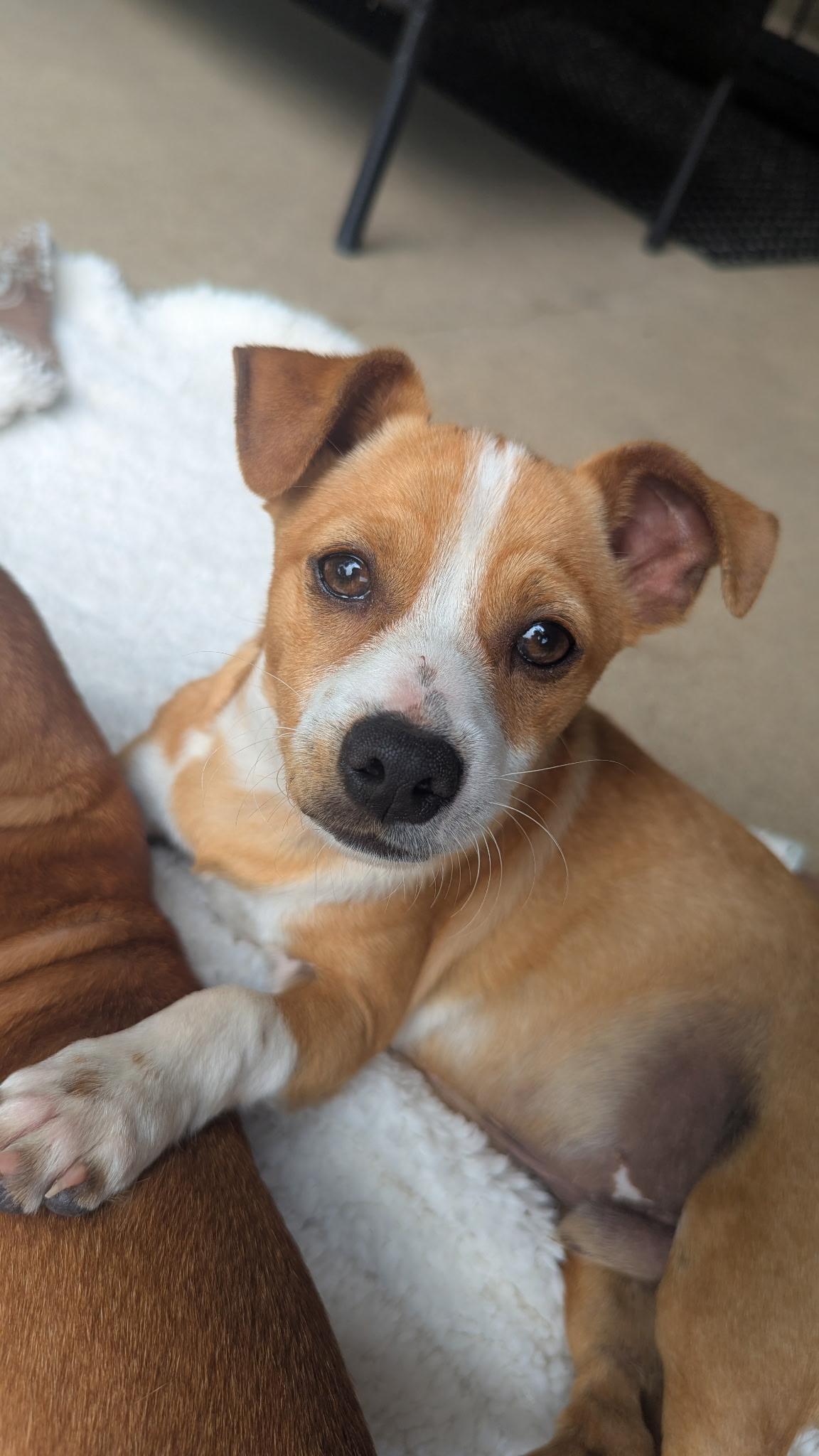 Butterscotch & Copper, ADOPTABLE, Puppy Male Terrier & Chihuahua.