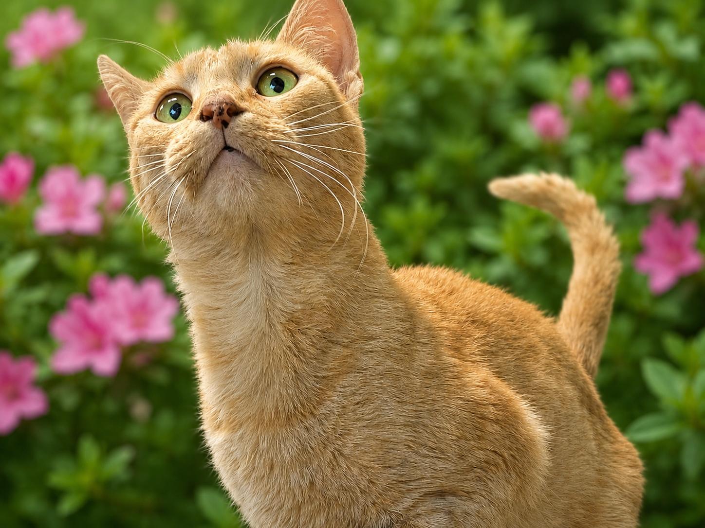 Enlarge Slinky, a Adoptable Domestic Short Hair in Charlotte, NC image 2/2