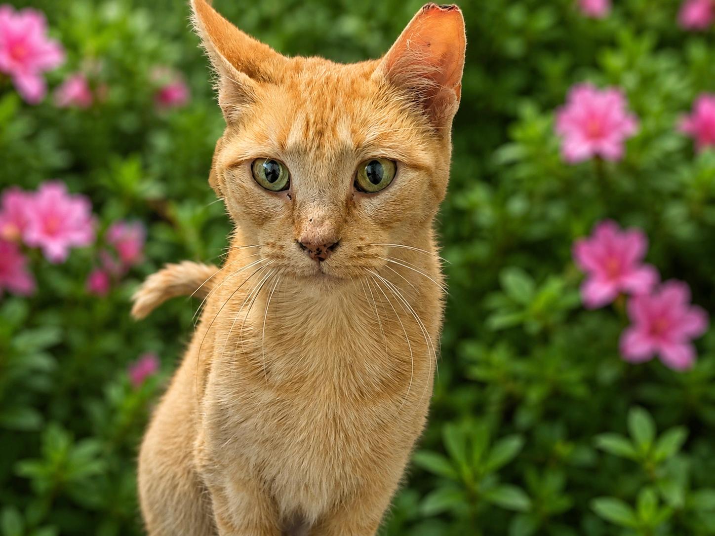 Slinky, Adoptable, Young Female Domestic Short Hair.
