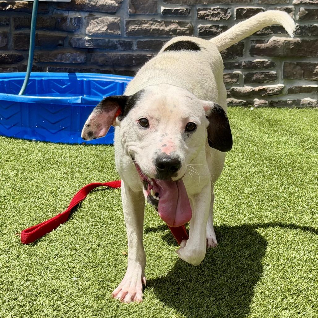 Robert, Adoptable, Adult Male Mixed Breed.