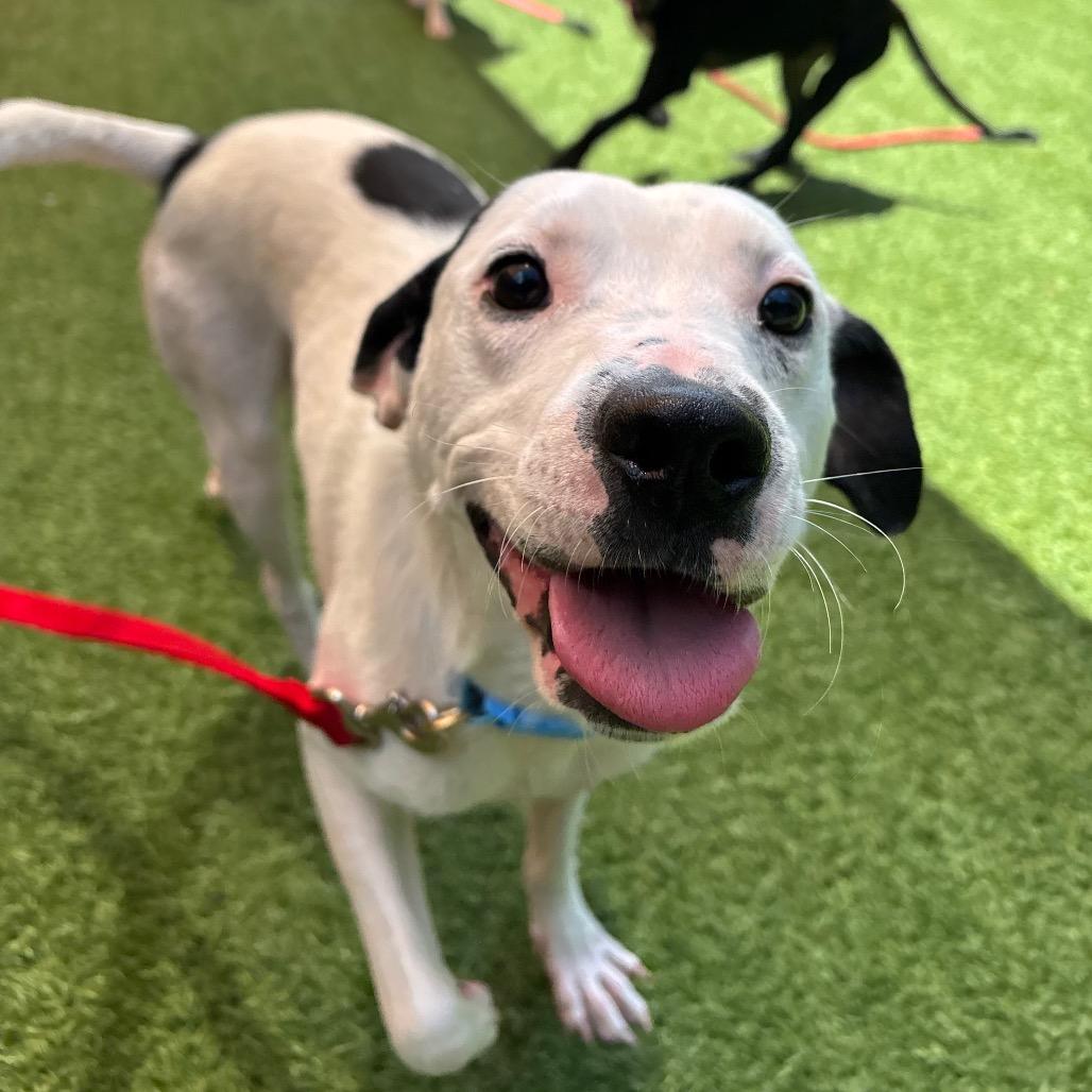 Robert, a Adoptable Mixed Breed in Washington Township, OH image 2/6