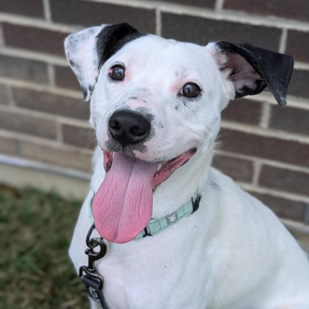 Robert, a Adoptable Mixed Breed in Washington Township, OH image 3/6