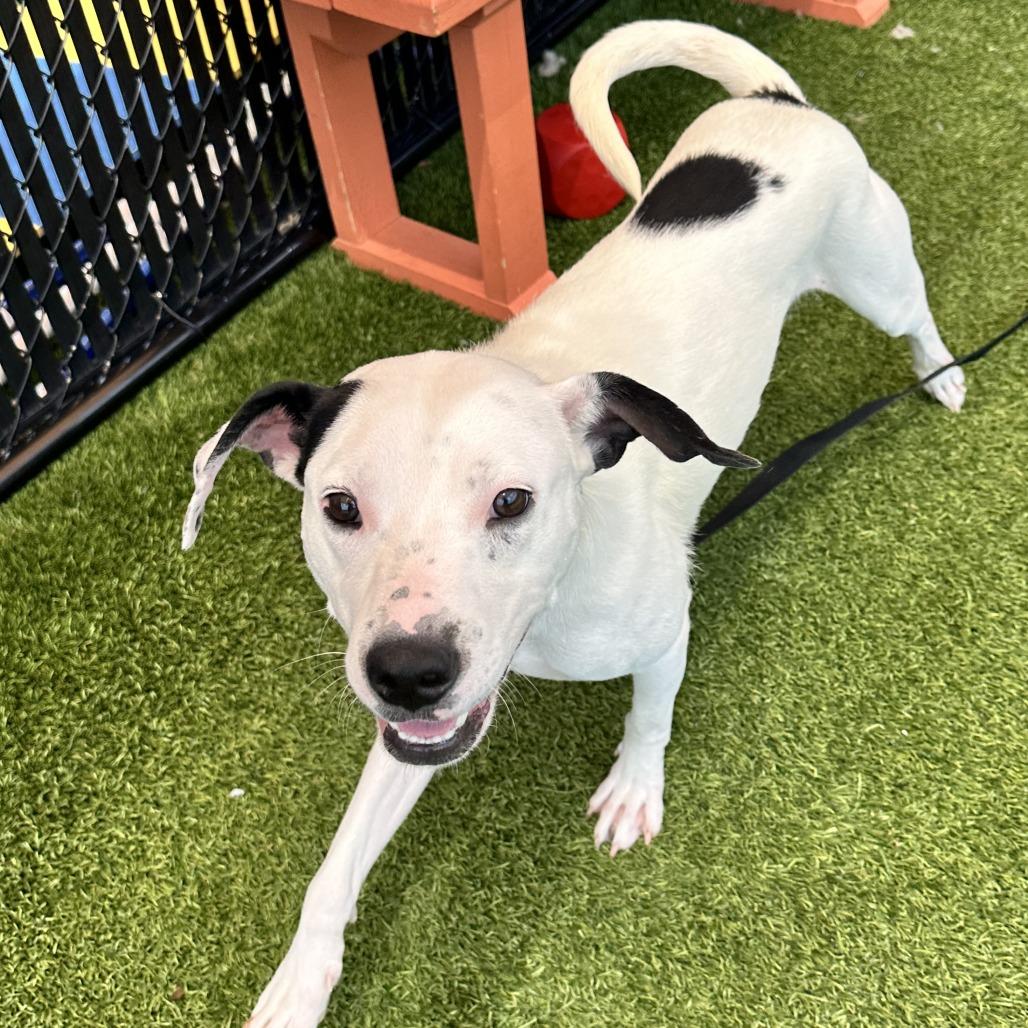 Robert, a Adoptable Mixed Breed in Washington Township, OH image 4/6