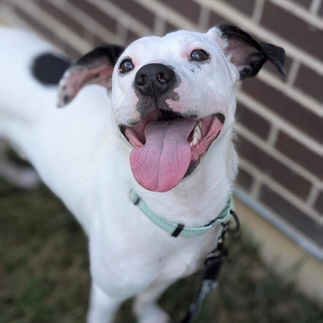 Robert, a Adoptable Mixed Breed in Washington Township, OH image 5/6