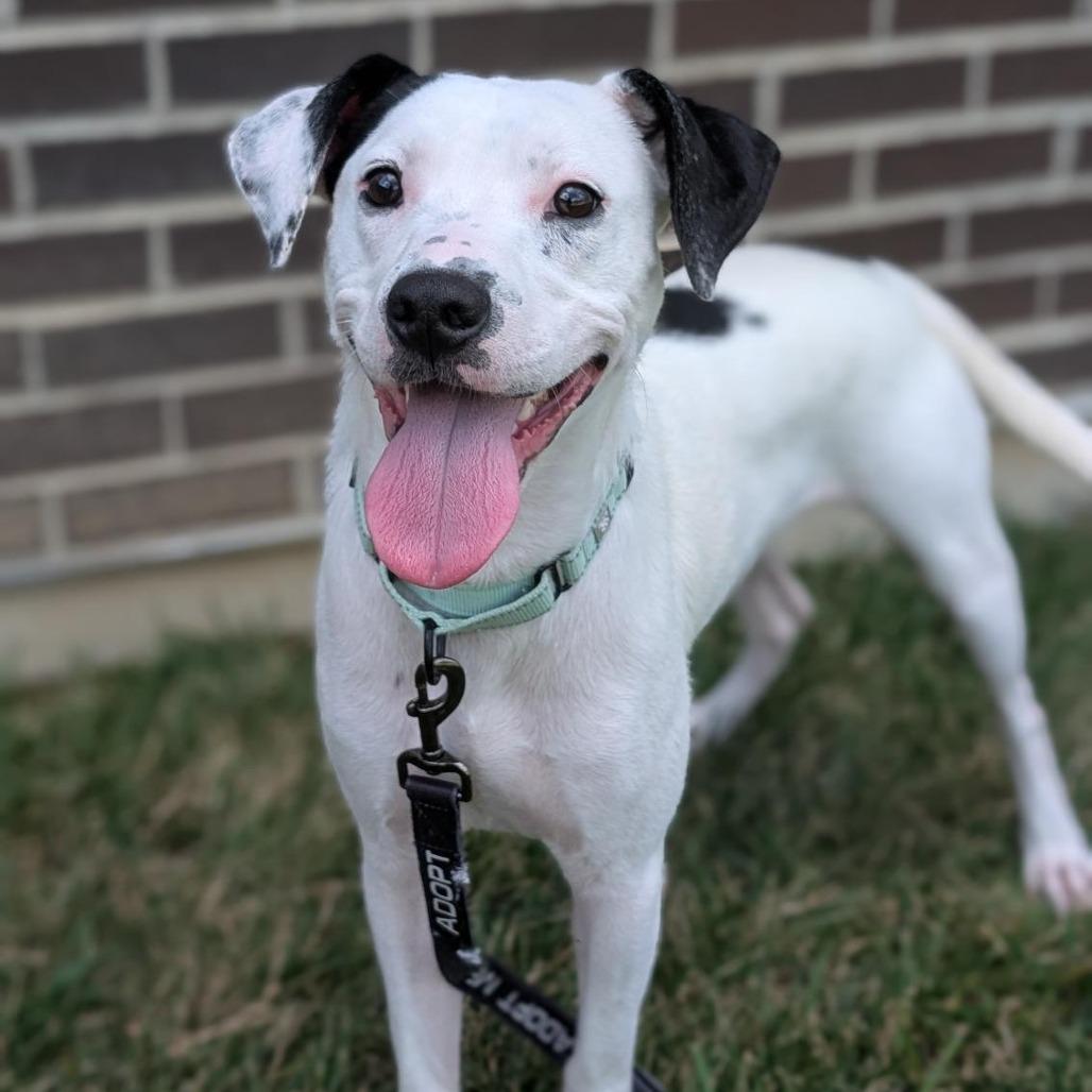 Robert, a Adoptable Mixed Breed in Washington Township, OH image 6/6
