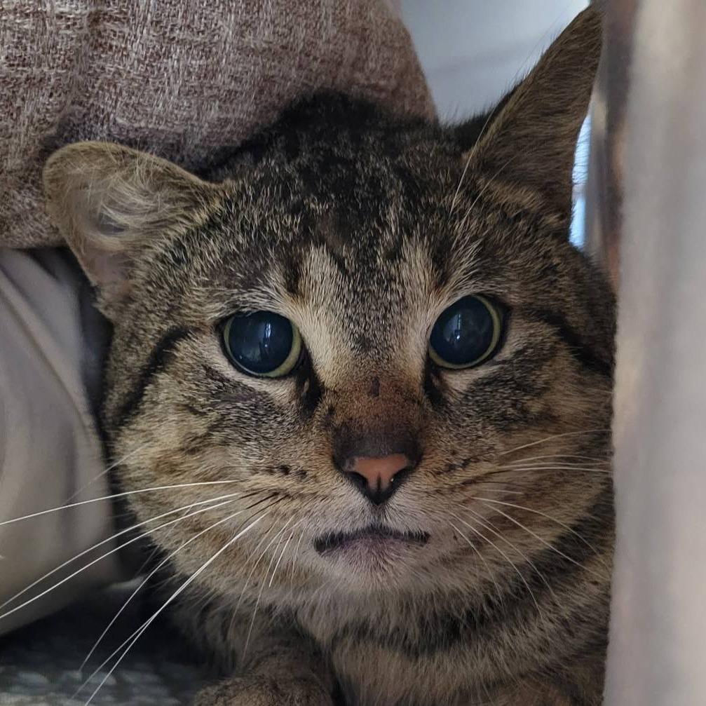 Fire Fox, a Adoptable Domestic Short Hair in Nashville, IN image 2/2