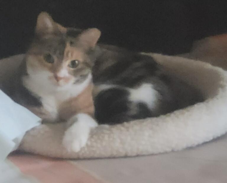 Cheeky, Adoptable, Adult Female Calico & Tabby.