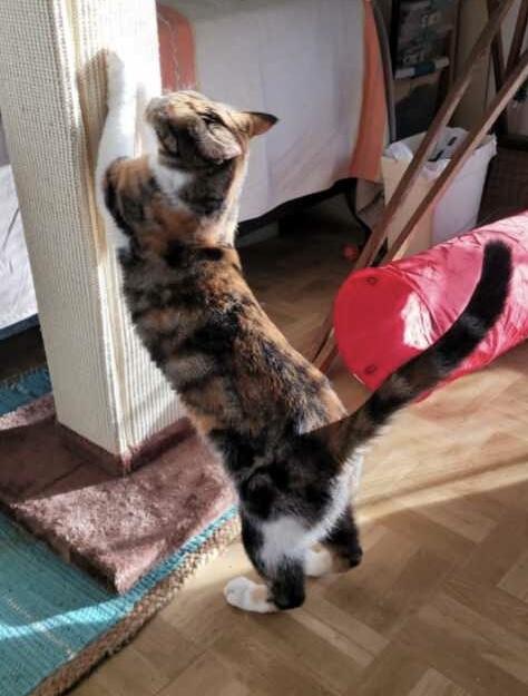 Enlarge Cheeky, a Adoptable mixed breed in Marble Falls, TX image 4/4