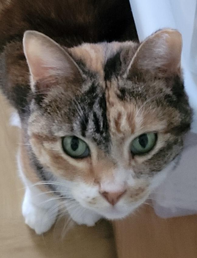 Enlarge Cheeky, a Adoptable mixed breed in Marble Falls, TX image 3/4