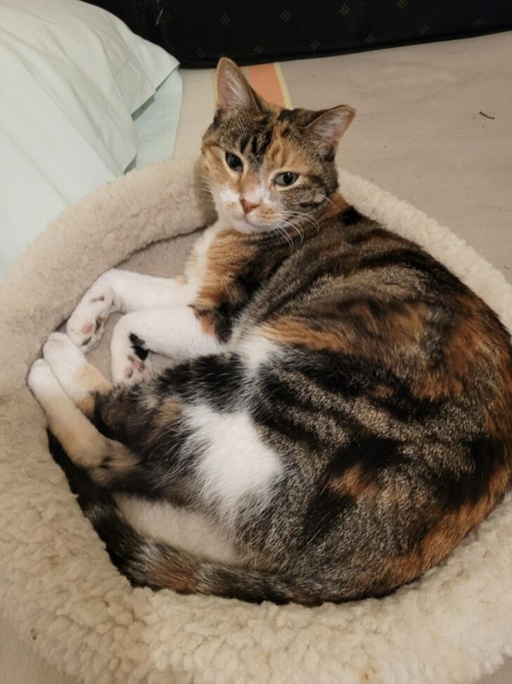 Enlarge Cheeky, a Adoptable mixed breed in Marble Falls, TX image 2/4