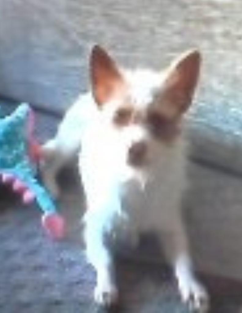 Enlarge Sid, a Adoptable Rat Terrier in Hartsville, SC image 1/2