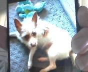 Enlarge Sid, a Adoptable Rat Terrier in Hartsville, SC image 2/2
