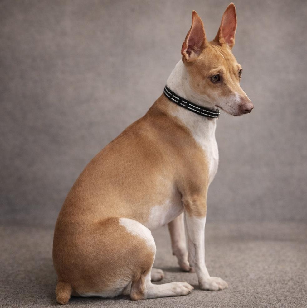 Tanker, an adopted mixed breed in Effingham, IL image 3/5