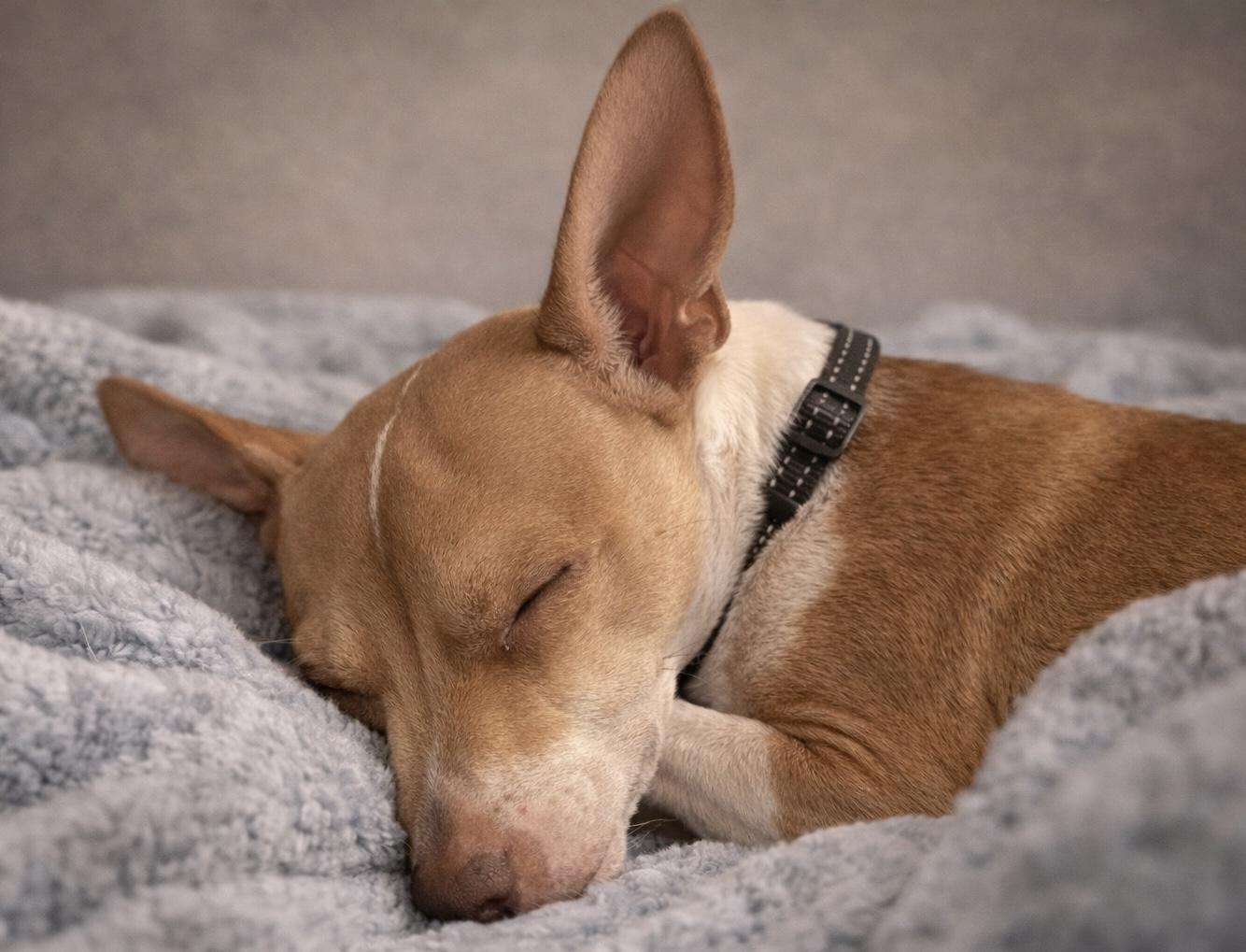 Tanker, an adopted mixed breed in Effingham, IL image 4/5