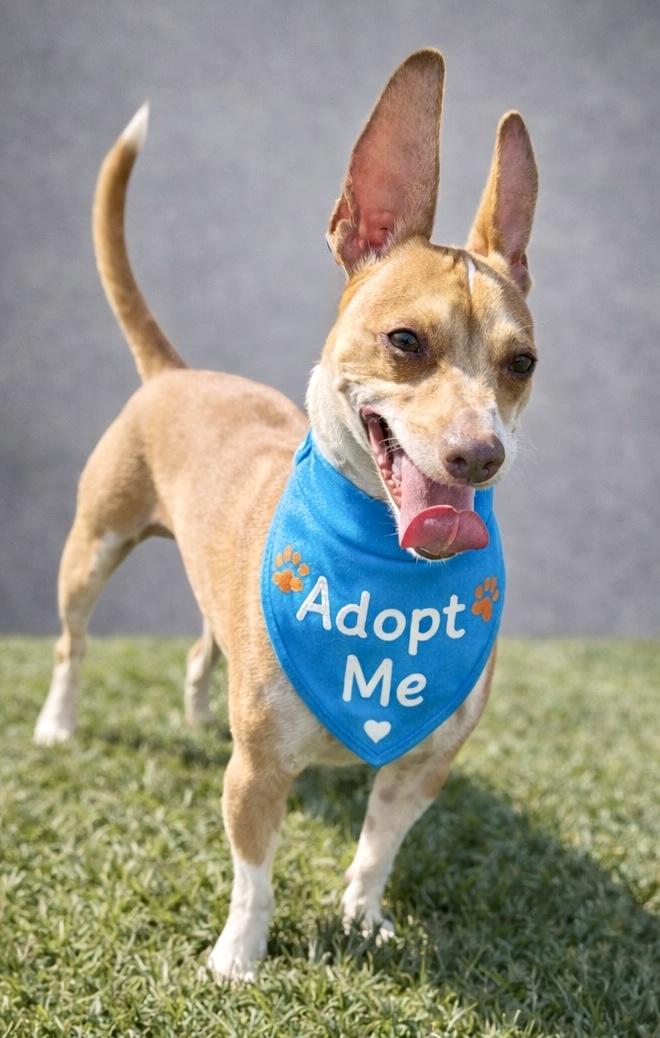 Tanker, an adopted mixed breed in Effingham, IL image 5/5